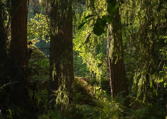 Hvitebjorn * Kolbotn